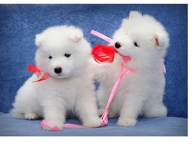 Samoyed Welpen