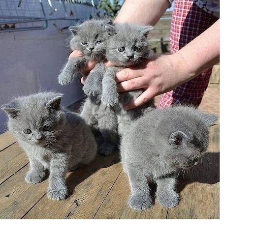 Britisch Kurzhaar Rüden und Hündinnen