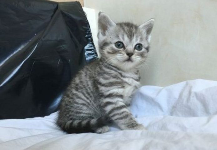 Schotse vouwen Kätzchen b