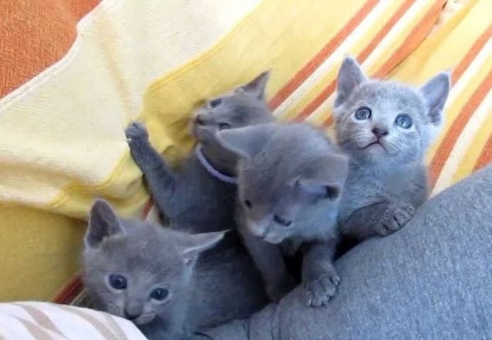 Britisch Kurzhaar (männlich und weiblich) gesucht