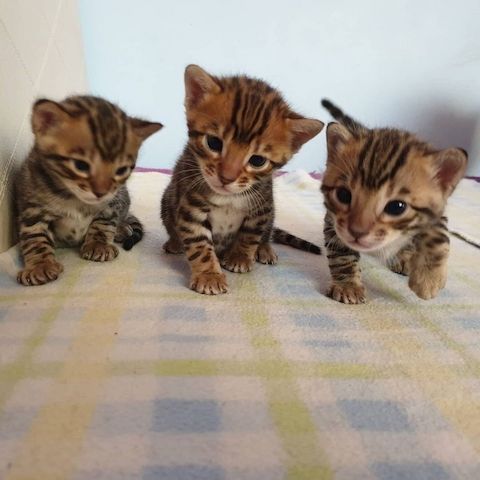 Wunderschönes Bengalkätzchen