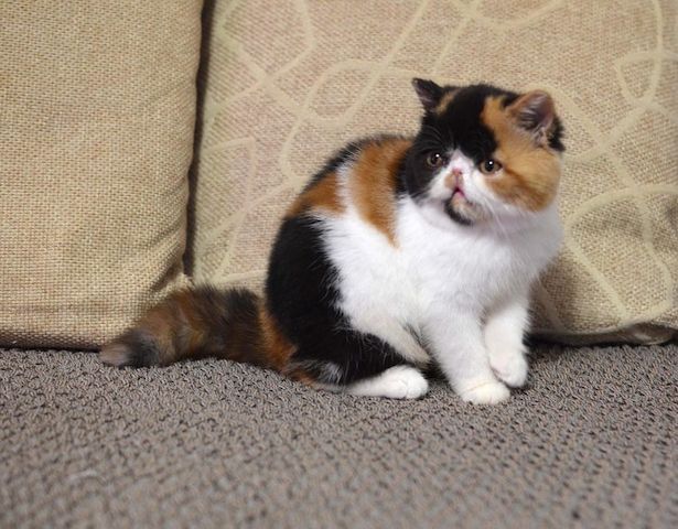 Wunderschönes Perserkätzchen