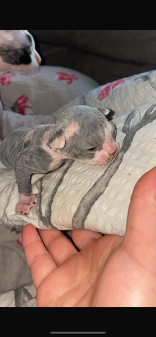 Sphynx kitten