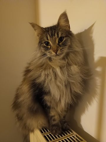 2 norwegische Waldkatzen