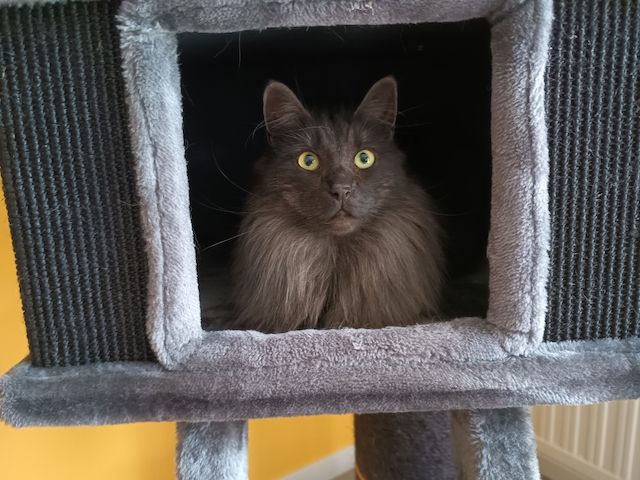 2 norwegische Waldkatzen