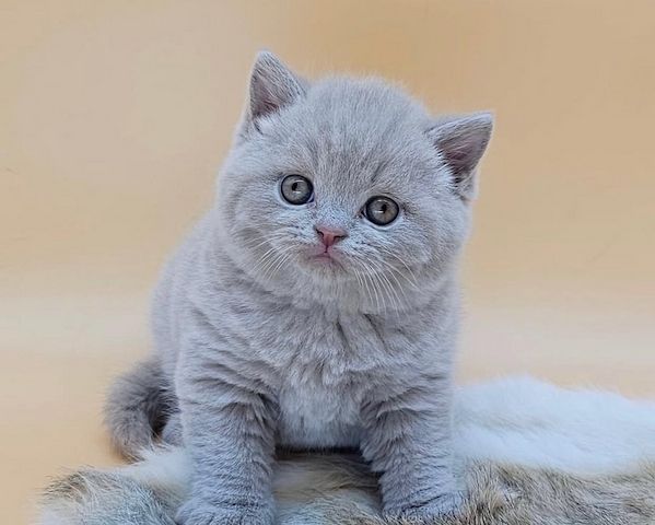 Trainierte Britisch Kurzhaar-Kätzchen zu verkaufen