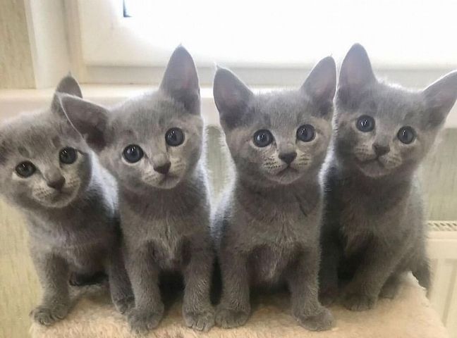 Blaue Russische Katze