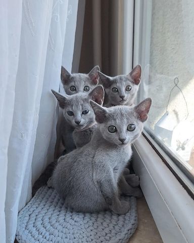 Russisch Blau Kätzchen