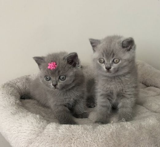 Wunderschönes Scottish-Fold-Kätzchen