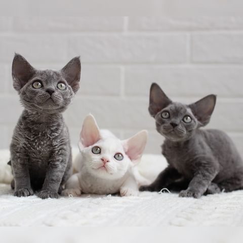 Wunderschönes Devon Rex-Kätzchen