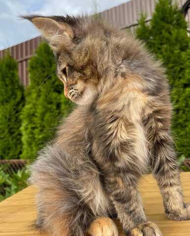 Entzückende Maine-Coon-Kätzchen suchen ein liebevolles Zuhause 🐾