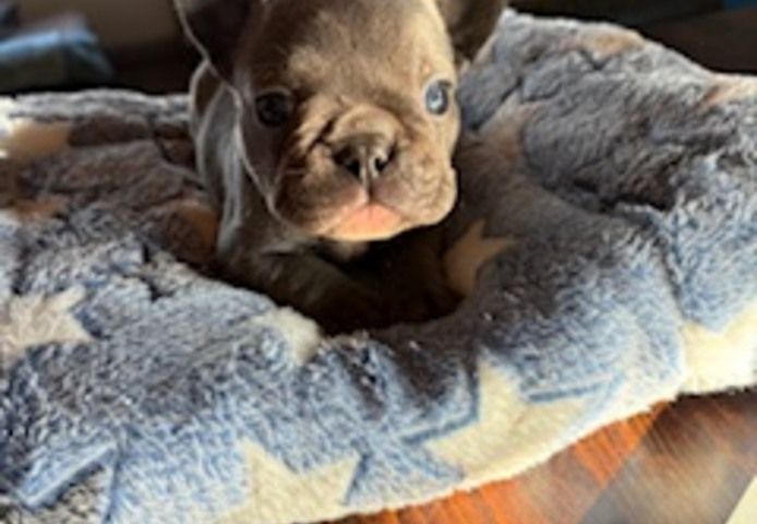 Frenchy Welpen 1 Rüde und 1 Mädel 