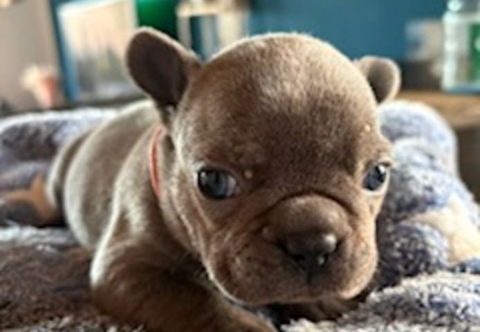 Frenchy Welpen 1 Rüde und 1 Mädel 