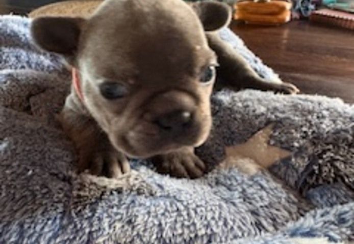 Frenchy Welpen 1 Rüde und 1 Mädel 