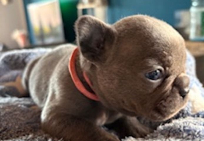 Frenchy Welpen 1 Rüde und 1 Mädel 