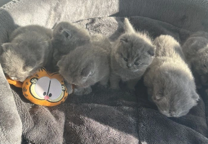 Britisch Kurzhaar-Wurf