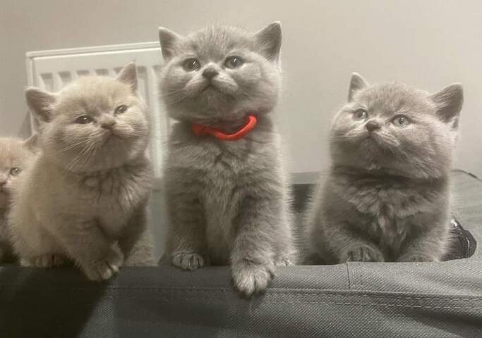 Britisch Kurzhaar-Wurf