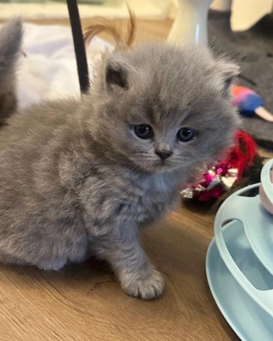 Britisch Kurzhaar-Wurf