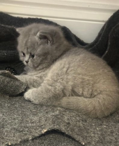 Britisch Kurzhaar-Wurf