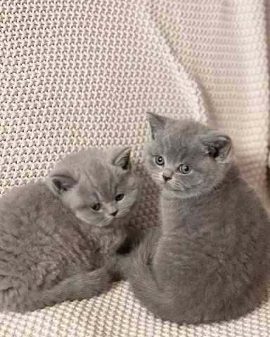 Britische Kurzhaar-Kätzchen zur Adoption