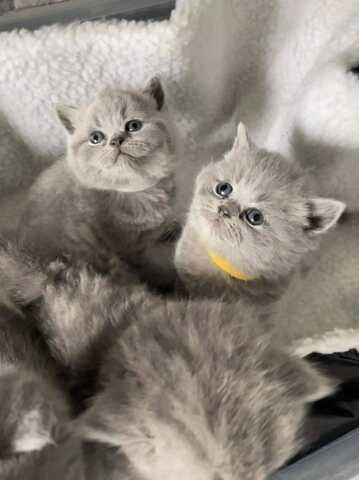 Britisch Kurzhaar-Wurf