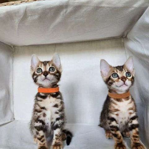 Bengal-Kätzchen zu vermitteln