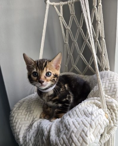 Bengal-Kätzchen zu vermitteln