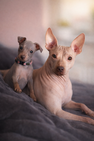 American Hairless Terrier Welpe aus PREMIUMZUCHT