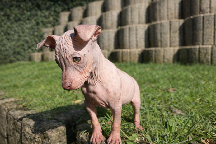 American Hairless Terrier Welpe aus PREMIUMZUCHT
