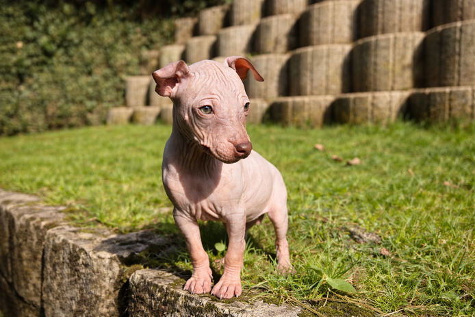 American Hairless Terrier Welpe aus PREMIUMZUCHT