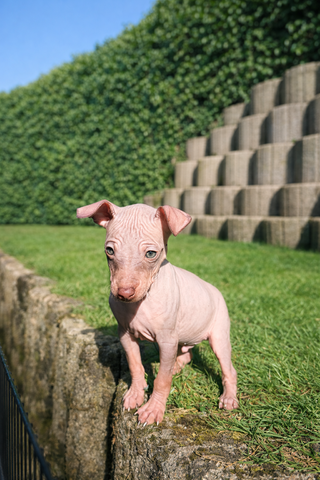 American Hairless Terrier Welpe aus PREMIUMZUCHT