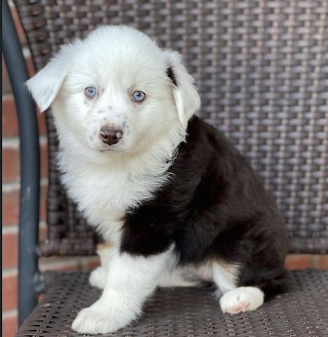 Bezaubernde Deutsche Schäferhundwelpen suchen ein liebevolles Zuhause