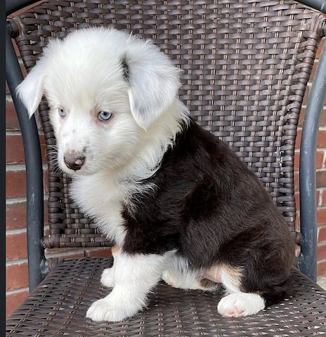 Bezaubernde Deutsche Schäferhundwelpen suchen ein liebevolles Zuhause