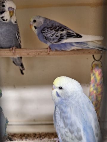 Nestjunge Wellensittiche