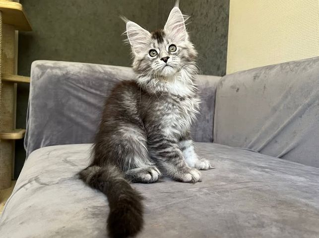 Reinrassige Maine Coon Kitten
