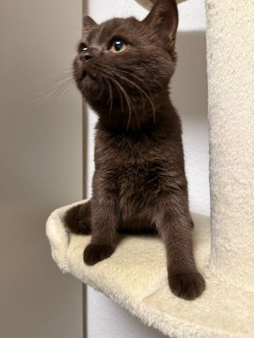 BKH Kitten Kater braun-chocolate abzugeben