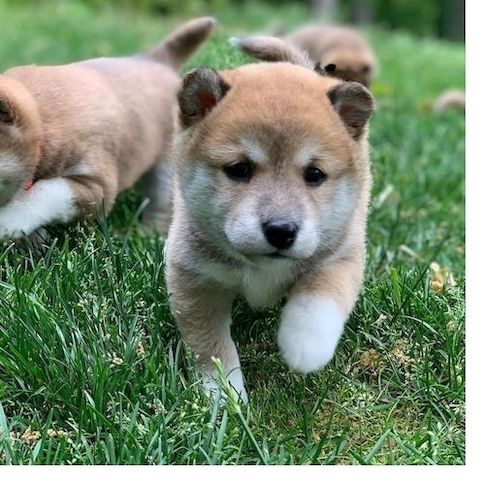 Shiba Inu welpen