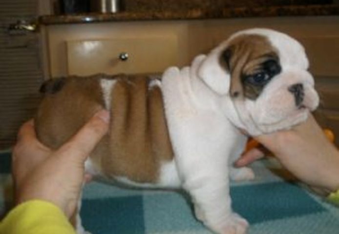 Englisch Bulldogge Welpen