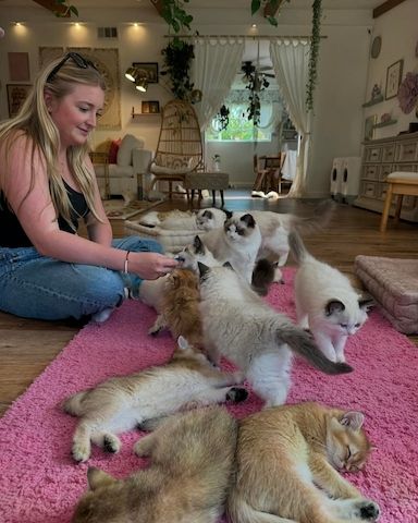 Ragdoll-Kätzchen suchen ein gutes Zuhause.