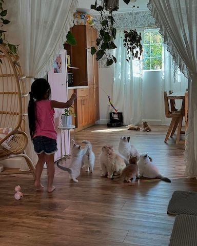 Ragdoll-Kätzchen suchen ein gutes Zuhause.