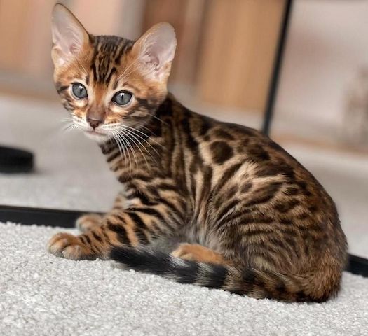 Reinrassige Bengalkatzen zu verkaufen