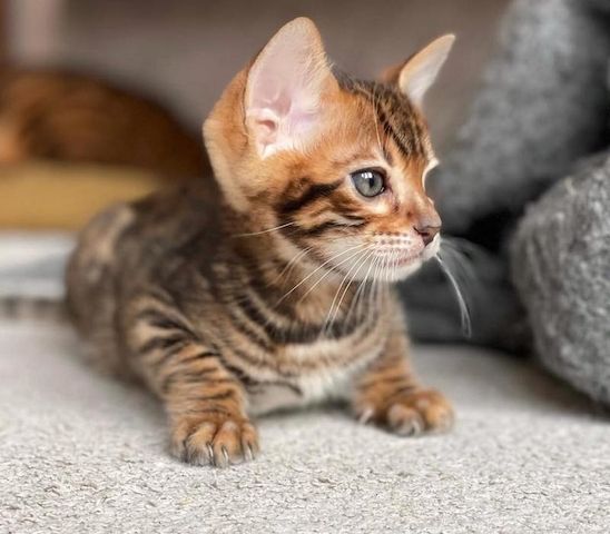 Reinrassige Bengalkatzen zu verkaufen