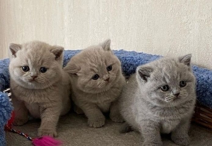 Wunderschöne Britisch Kurzhaar-Kätzchen