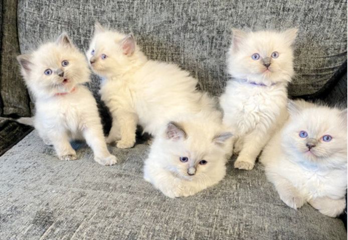 Bezaubernder neuer Wurf Ragdoll-Kätzchen sucht ein neues Zuhause