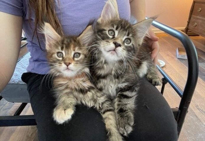 Maine-Coon-Kätzchen sind ab sofort abgabebereit.