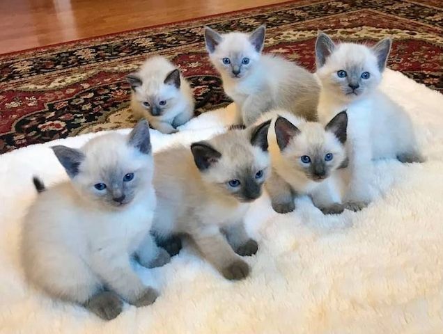 Wunderschöne Siamkätzchen, die ab sofort ein neues Zuhause suchen.