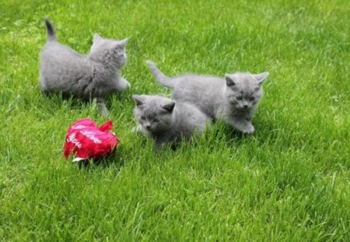 Britisch Kurzhaar Kätzchen zu verkaufen
