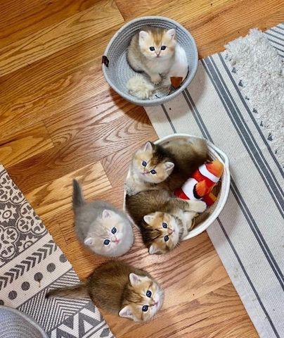 Zuneigungsvolle Munchkin-Kätzchen suchen ein neues Zuhause.