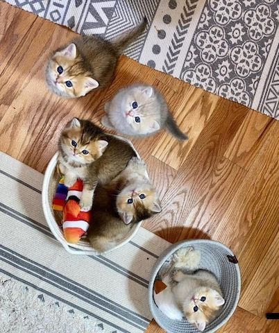 Zuneigungsvolle Munchkin-Kätzchen suchen ein neues Zuhause.