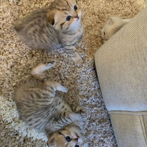 Scottish-Fold-Kätzchen suchen ein liebevolles Zuhause.